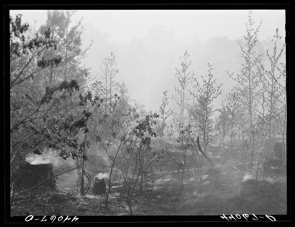 A brush fire in Heard County, Georgia. Sourced from the Library of Congress.