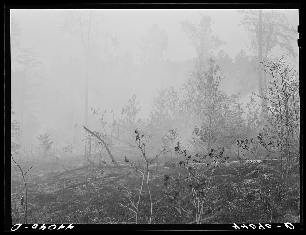 [Untitled photo, possibly related to: Brush fire in Heard County, Georgia]. Sourced from the Library of Congress.