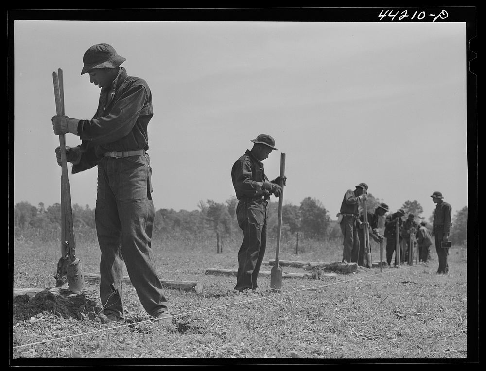 CCC (Civilian Conservation Corps) boys putting up a fence. Greene County, Georgia. Sourced from the Library of Congress.