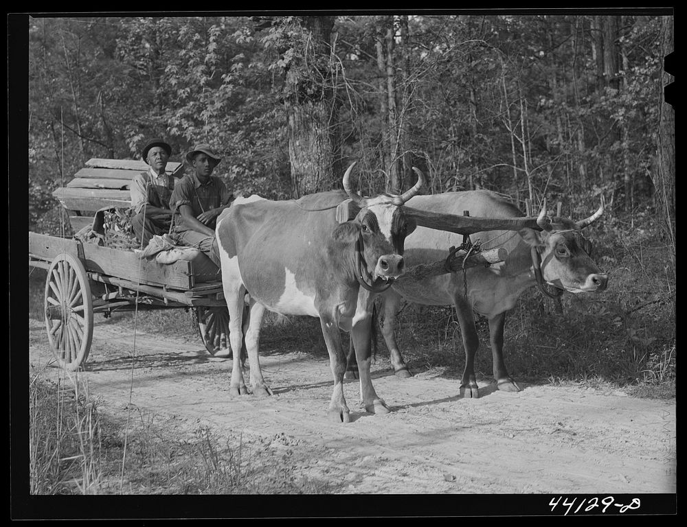 Scull Shoals (vicinity), Greene County, Georgia. Farmer Frank Barnett and his sons with their team of oxen. They are part …