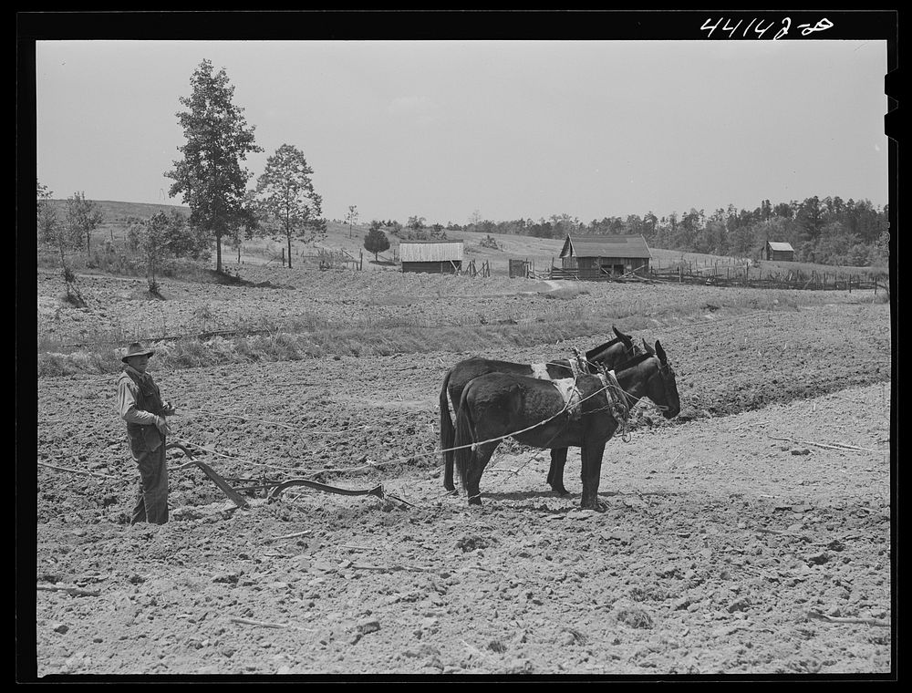 [Untitled photo, possibly related to: Mr. Hubbard plowing on his farm in Greene County, Georgia]. Sourced from the Library…
