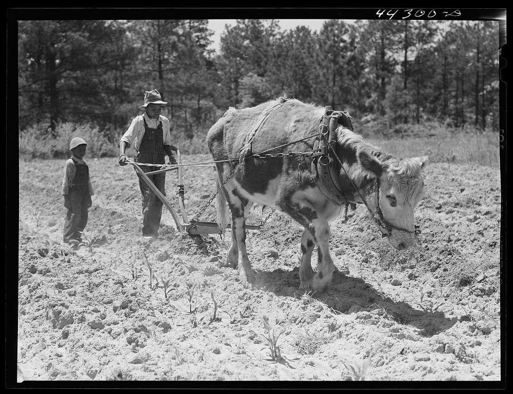 Plowing with an ox along the road in Greene County, Georgia. Sourced from the Library of Congress.