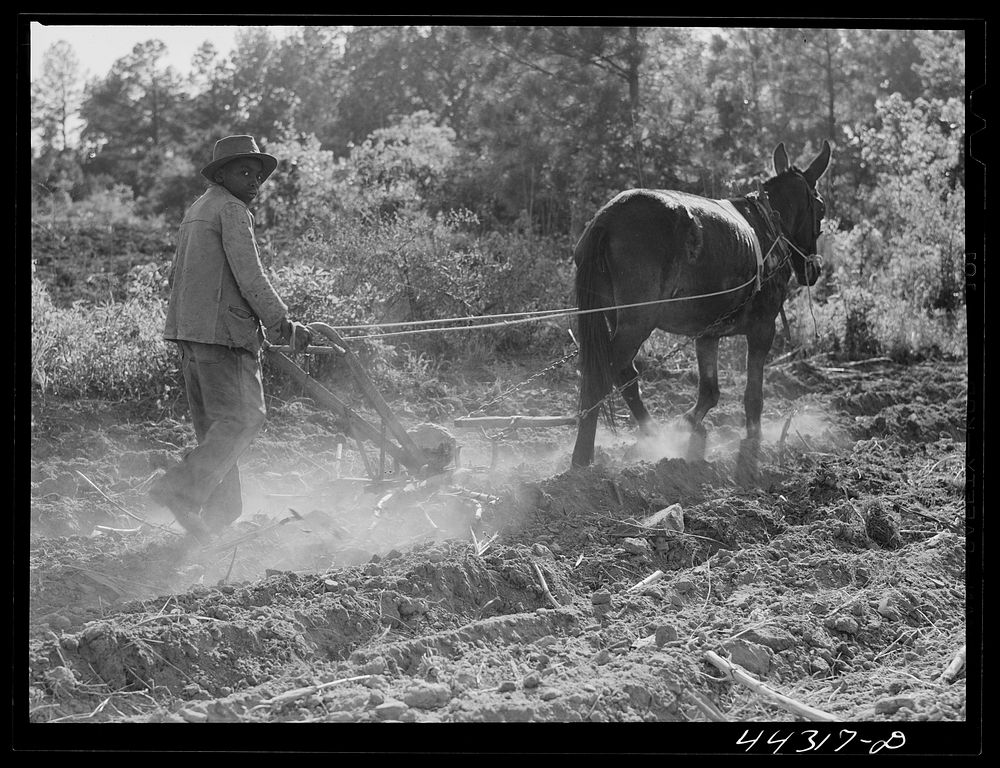 One of Lloyd Rhode's children plowing their field near Bethany, Greene County, Georgia. Sourced from the Library of Congress.