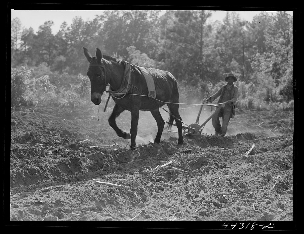 [Untitled photo, possibly related to: One of Lloyd Rhode's children plowing their field near Bethany, Greene County…