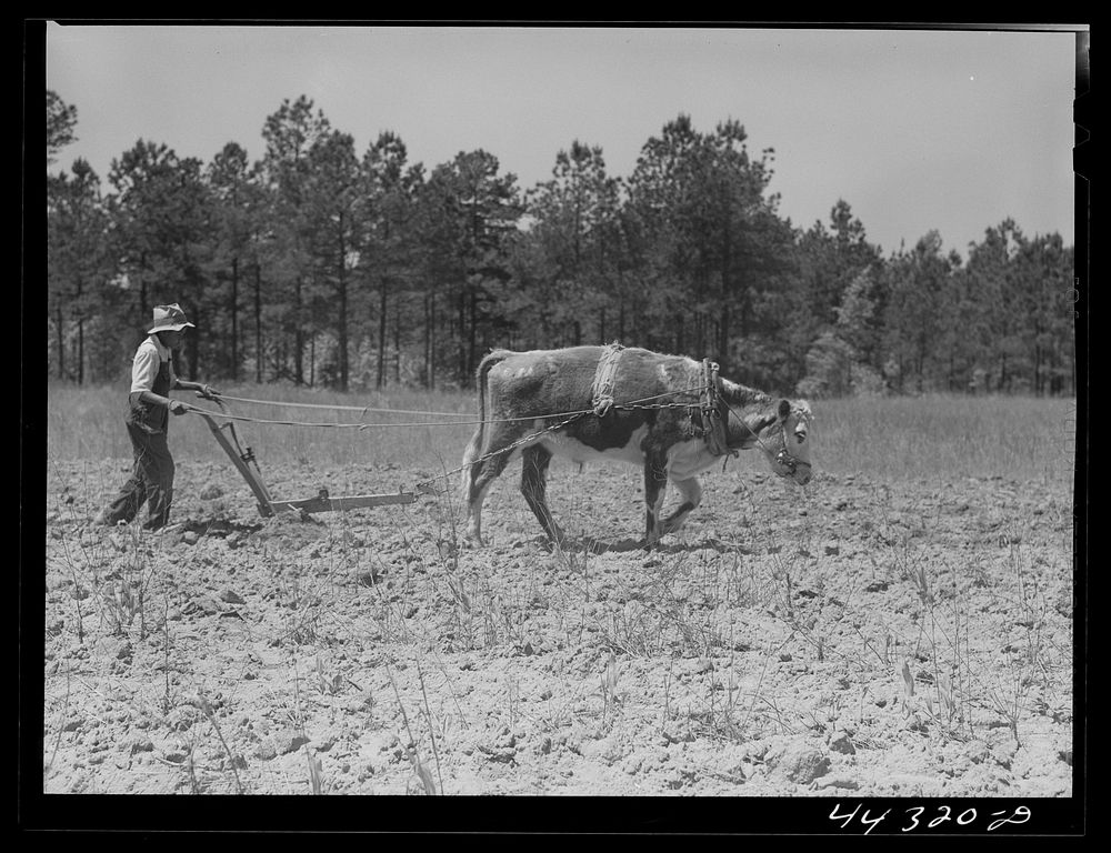 [Untitled photo, possibly related to: Plowing with an ox along the road in Greene County, Georgia]. Sourced from the Library…