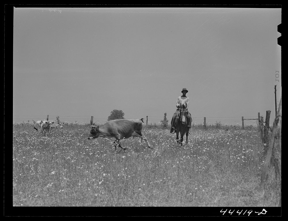  cowhand with cattle in the Black Prairie region. Hale County, Alabama. Sourced from the Library of Congress.