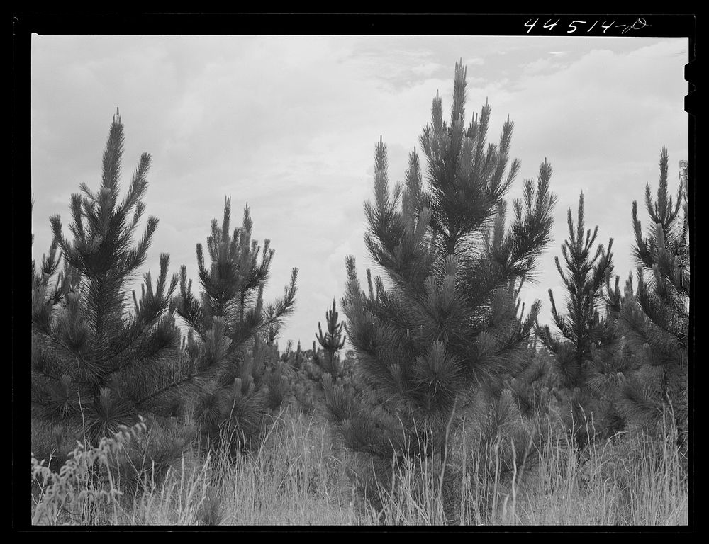 Slash pines on the Bryson farm near Siloam, Greene County, Georgia. Sourced from the Library of Congress.