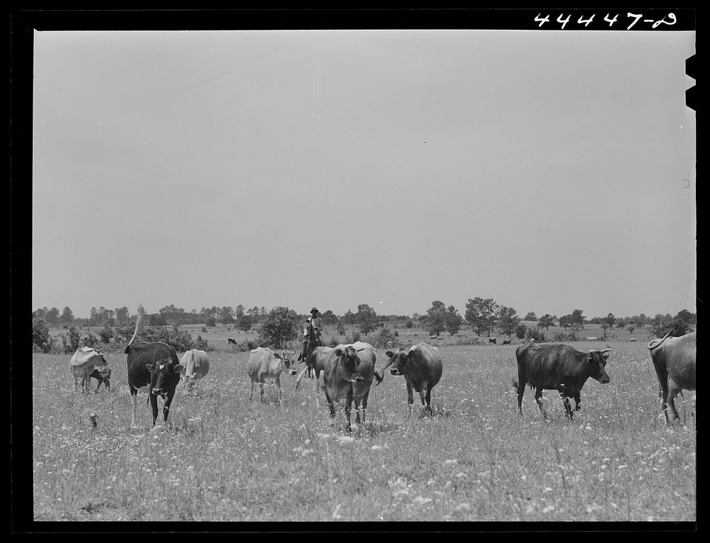 Cattle grazing in the Black Prairie region. Hale County, Alabama. Sourced from the Library of Congress.