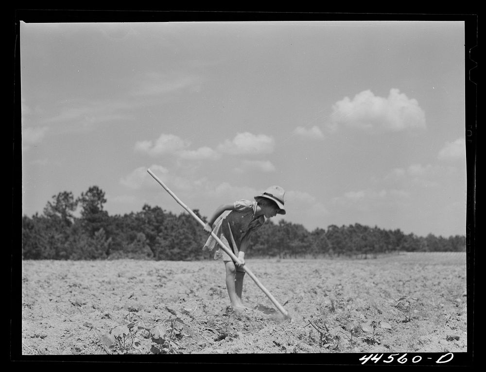 One of Brice McKiver's children chopping cotton in a field near Woodville, Greene County, Georgia. Sourced from the Library…