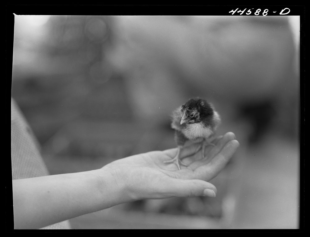[Untitled photo, possibly related to: One of the chicks delivered at the Greensboro depot in connection with the FSA (Farm…