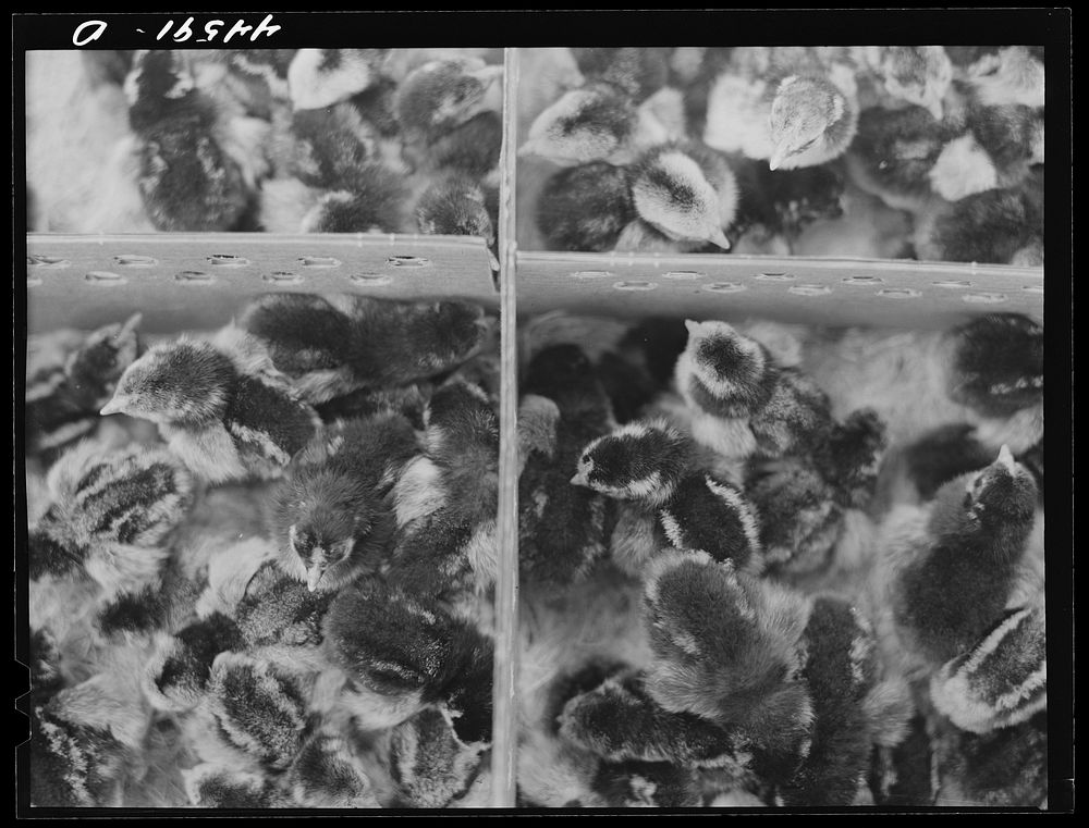 [Untitled photo, possibly related to: Some of the thousands of baby chicks brought by FSA (Farm Security Administration) as…