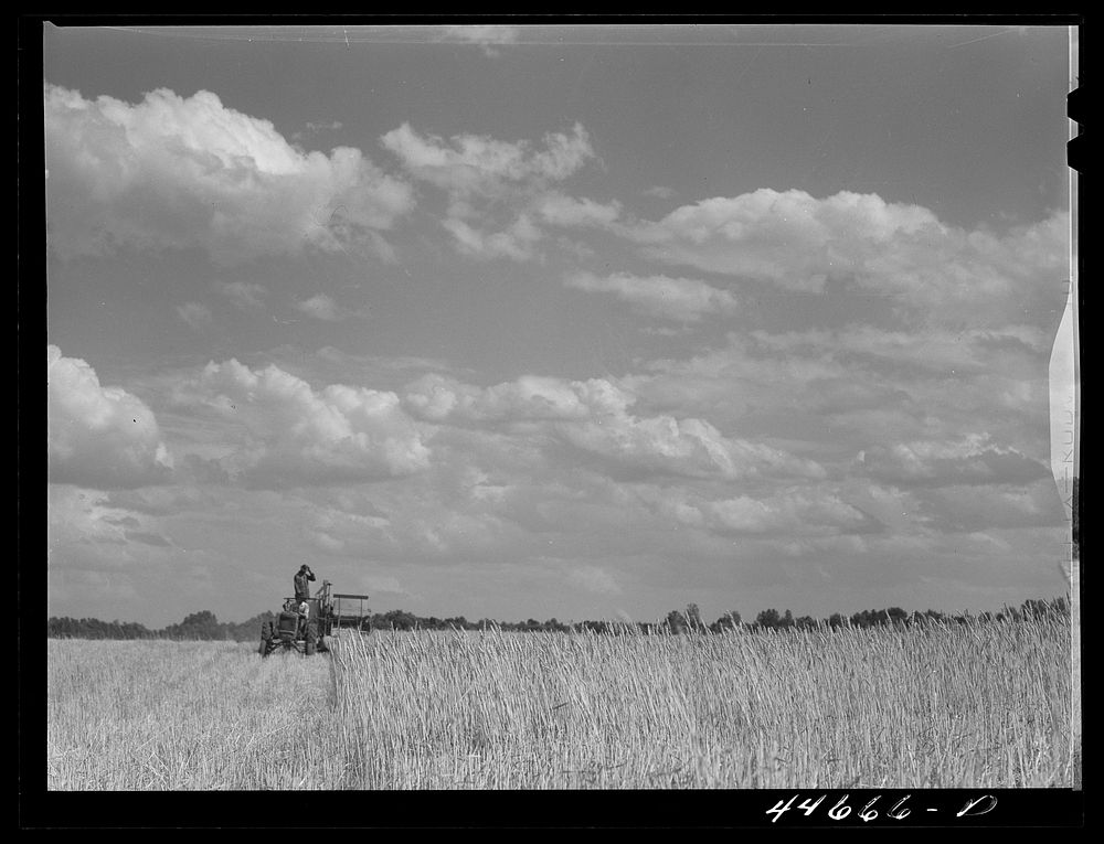Harvesting wheat in a field near Wrayswood. Greene County, Georgia. Sourced from the Library of Congress.