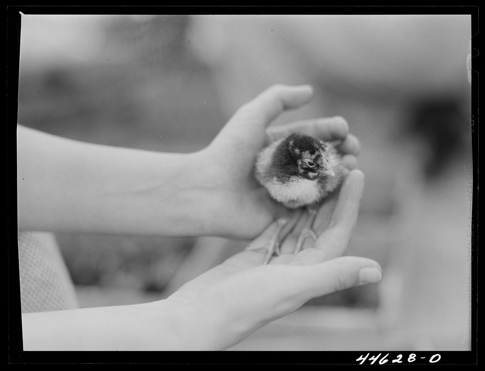 [Untitled photo, possibly related to: One of the chicks delivered at the Greensboro depot in connection with the FSA (Farm…