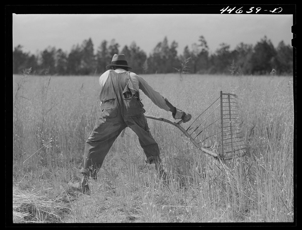 [Untitled photo, possibly related to: Harvesting wheat with a cradle. Near Wrayswood, Greene County, Georgia]. Sourced from…