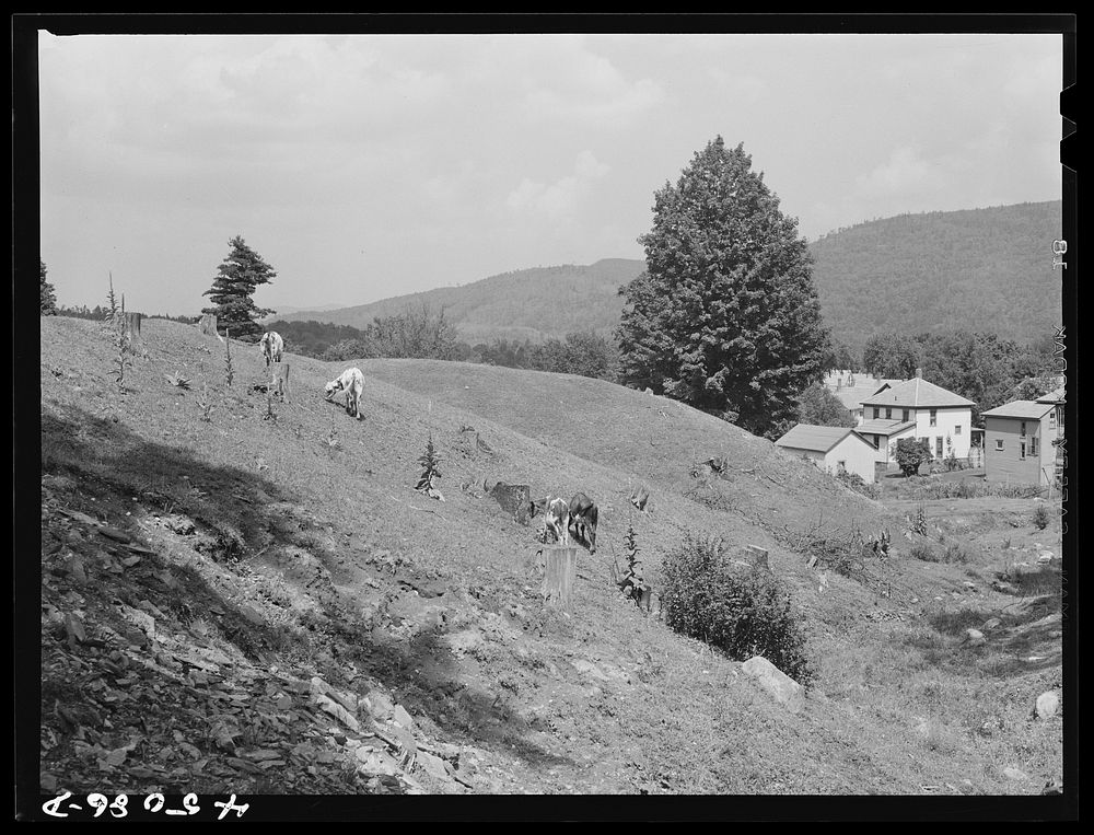 Cows grazing near the outskirts of Brattleboro, Vermont. Sourced from the Library of Congress.