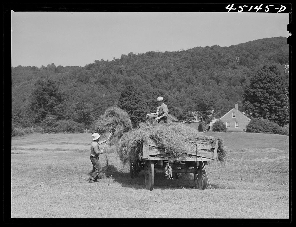 Gathering hay on the farm of Emanuel Rink, dairy farmer near Brookline, Vermont. Sourced from the Library of Congress.