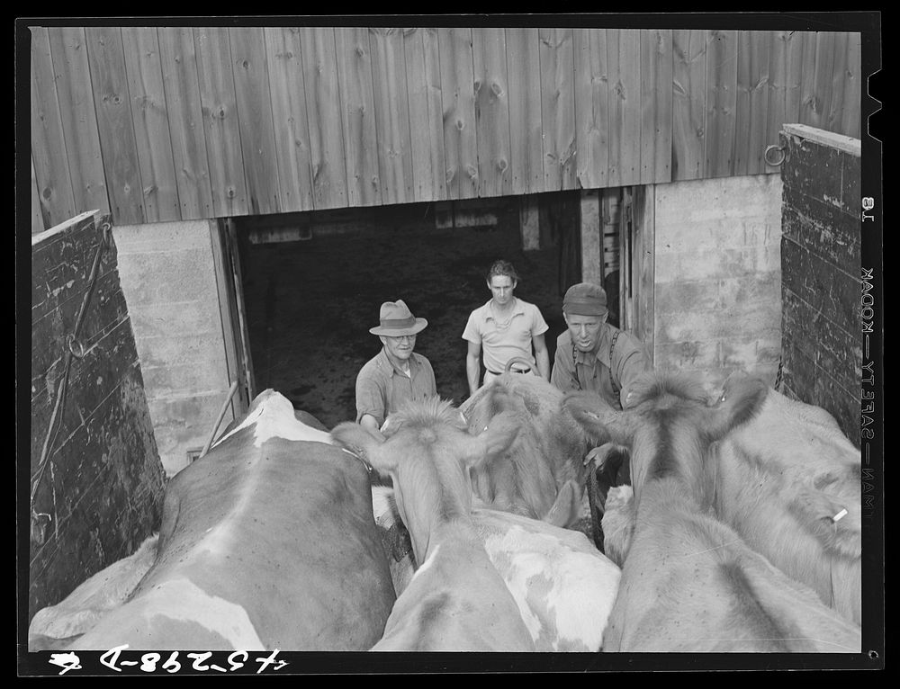 Mr. Warren Loadwick and truckmen moving some of Mr. Loadwick's cows from his farm which is in the Army camp area. With the…