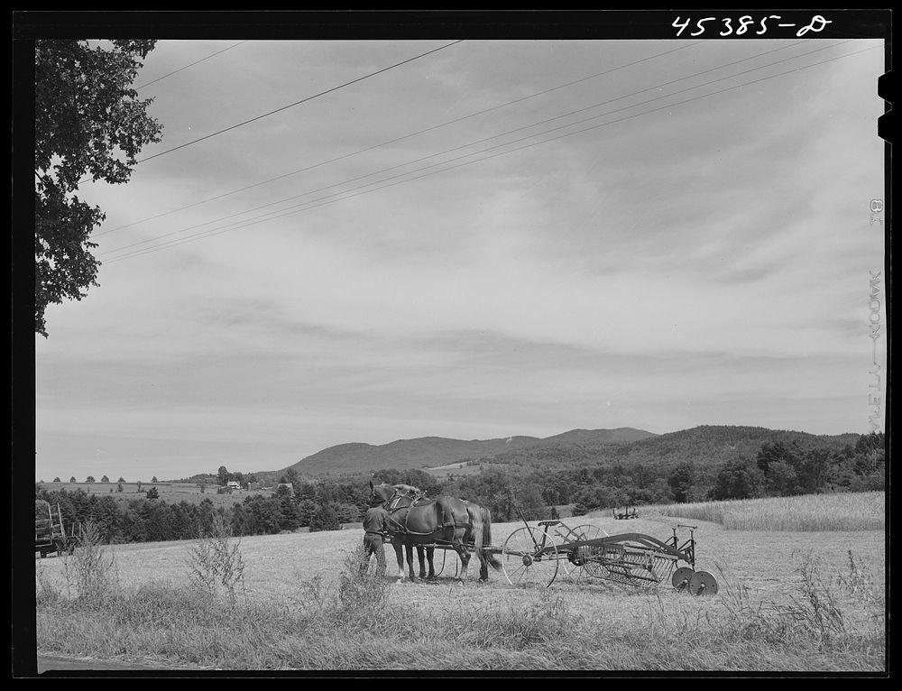 Farmer hitching up horses to a side delivery rake. Near Proctor, Vermont. Sourced from the Library of Congress.