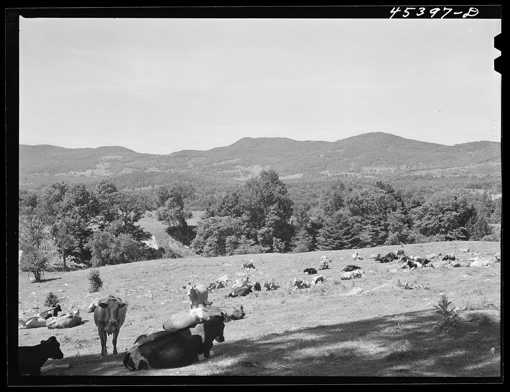 [Untitled photo, possibly related to: Rocky pasture near Brandon, Vermont]. Sourced from the Library of Congress.