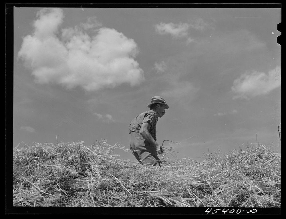 Dairy farmer loading hay on a wagon near Brandon, Vermont. Sourced from the Library of Congress.