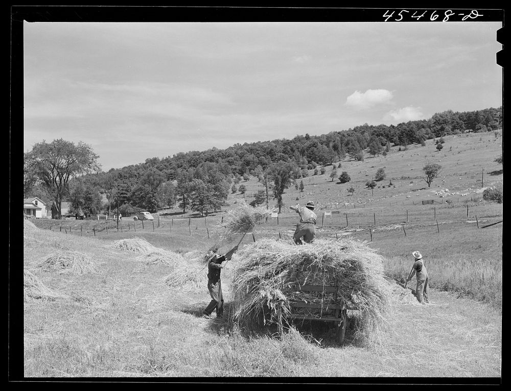Gathering hay near Brandon, Vermont. Sourced from the Library of Congress.