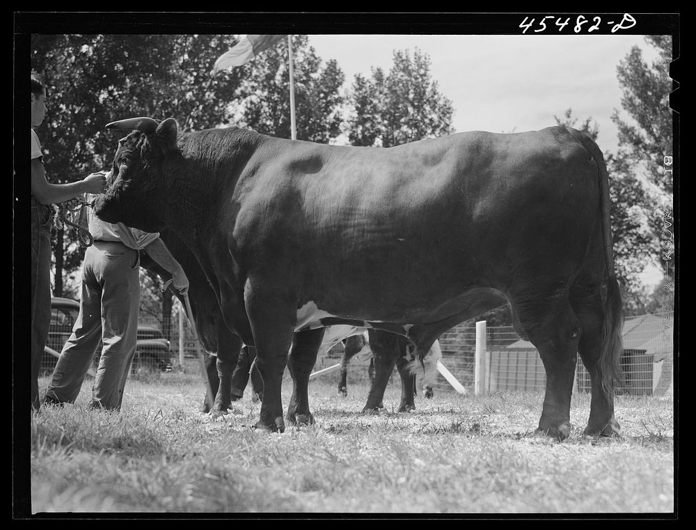 At the judging of the cattle. The Rutland Fair. Vermont. Sourced from the Library of Congress.