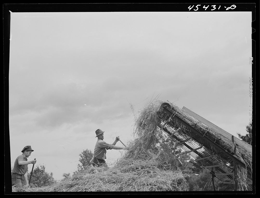 Loading hay with a hay loader on a farm near Castleton, Vermont. Sourced from the Library of Congress.