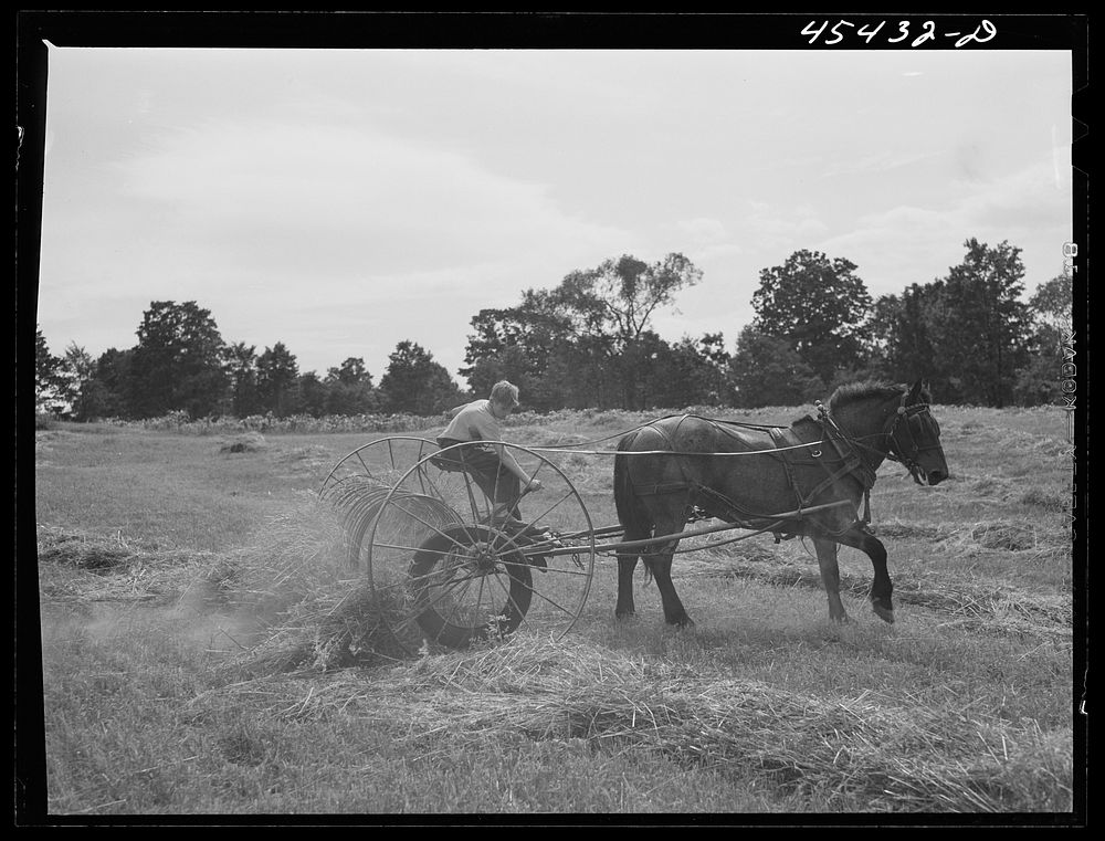 Using a drop rake on a dairy farm near Castleton, Vermont. Sourced from the Library of Congress.