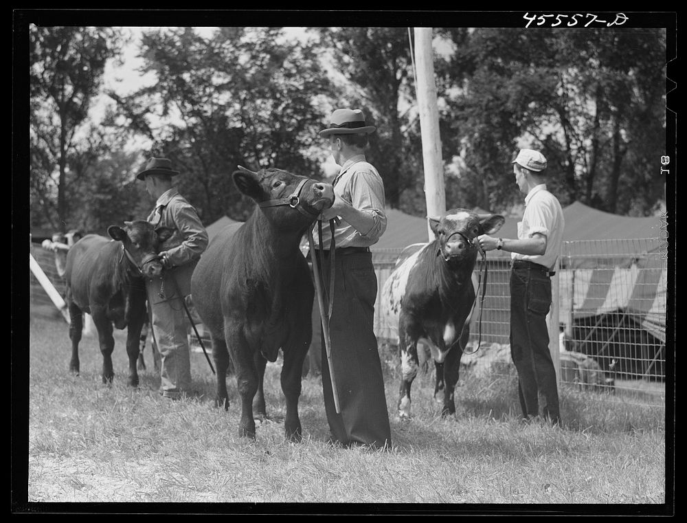 At the cattle judging at the Rutland Fair. Vermont. Sourced from the Library of Congress.