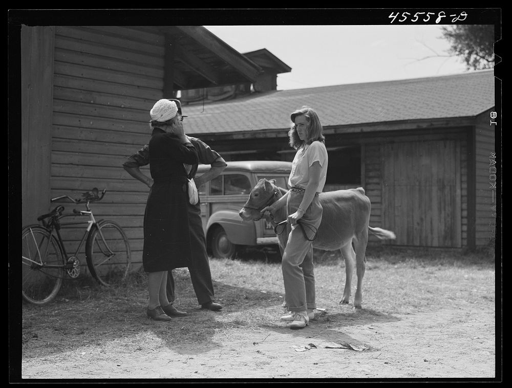 [Untitled photo, possibly related to: Waiting for the cattle judging at the Rutland Fair, Vermont]. Sourced from the Library…