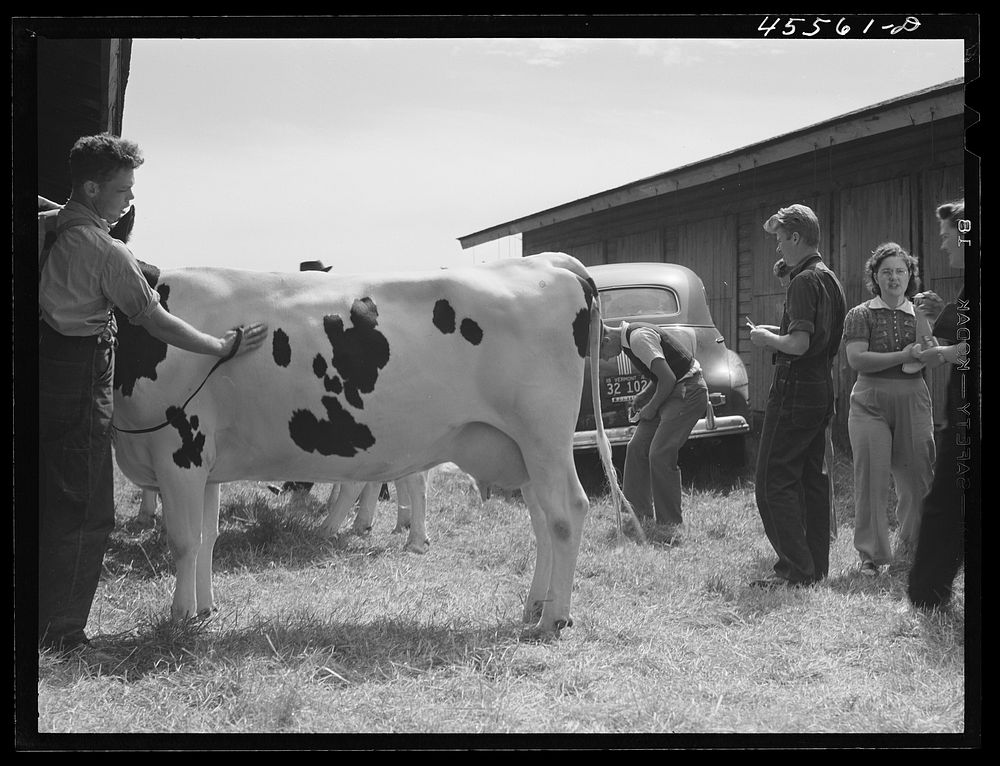 Preparing a cow for the cattle judging at the Rutland Fair. Vermont. Sourced from the Library of Congress.