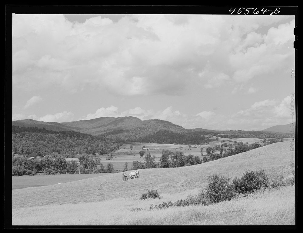 Gathering hay in a field near Cambridge, Vermont. Sourced from the Library of Congress.