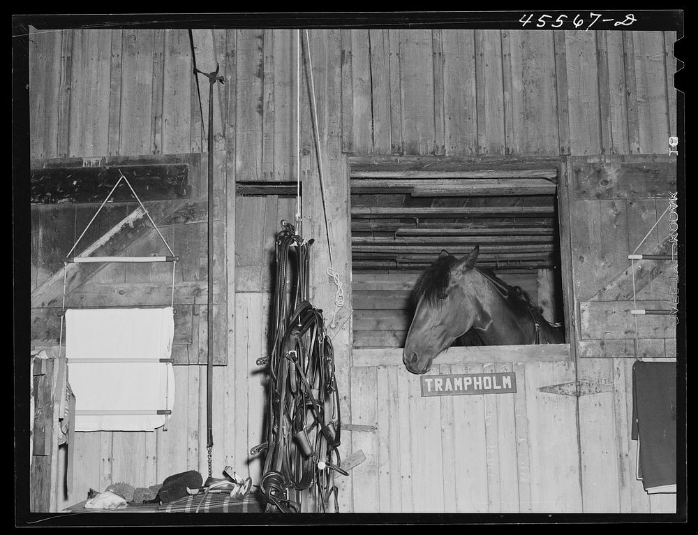 One of the entrants in the sulky races in her stable at the Rutland Fair. Vermont. Sourced from the Library of Congress.