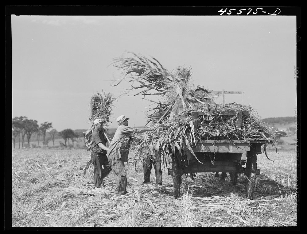Loading corn on a farm near Sheldon, Vermont. Sourced from the Library of Congress.