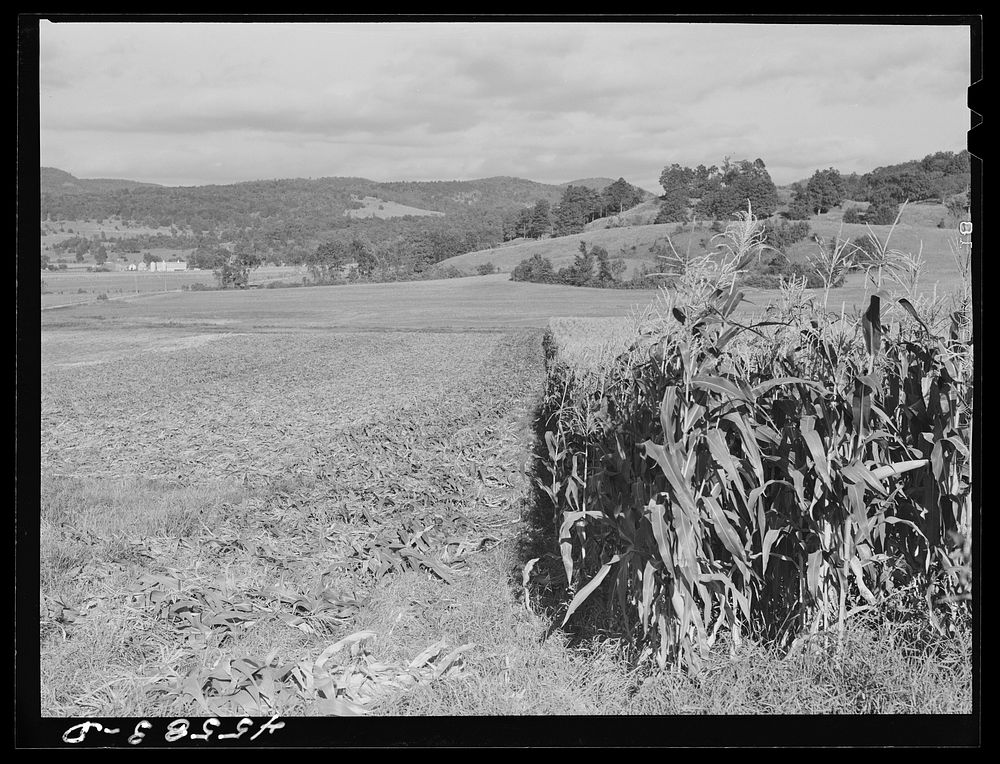 [Untitled photo, possibly related to: Field of corn on a farm near Hinesburg, Vermont]. Sourced from the Library of Congress.