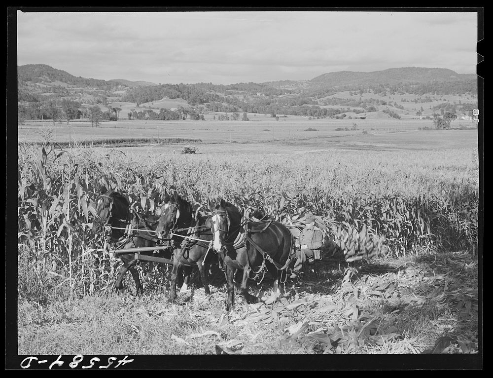 [Untitled photo, possibly related to: Harvesting corn on a farm near Hinesburg, Vermont]. Sourced from the Library of…