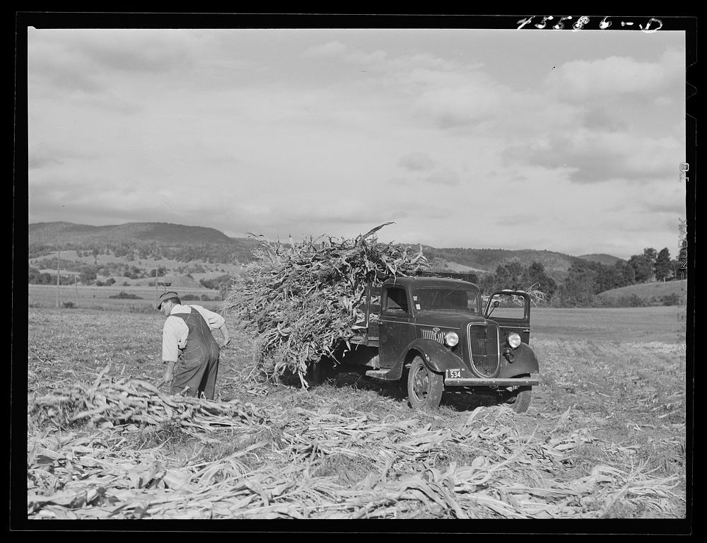 Loading corn on a farm near Hinesburg, Vermont. Sourced from the Library of Congress.