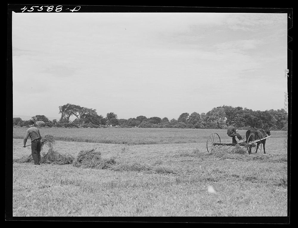 [Untitled photo, possibly related to: Raking alfalfa. Grand Isle County, Vermont]. Sourced from the Library of Congress.