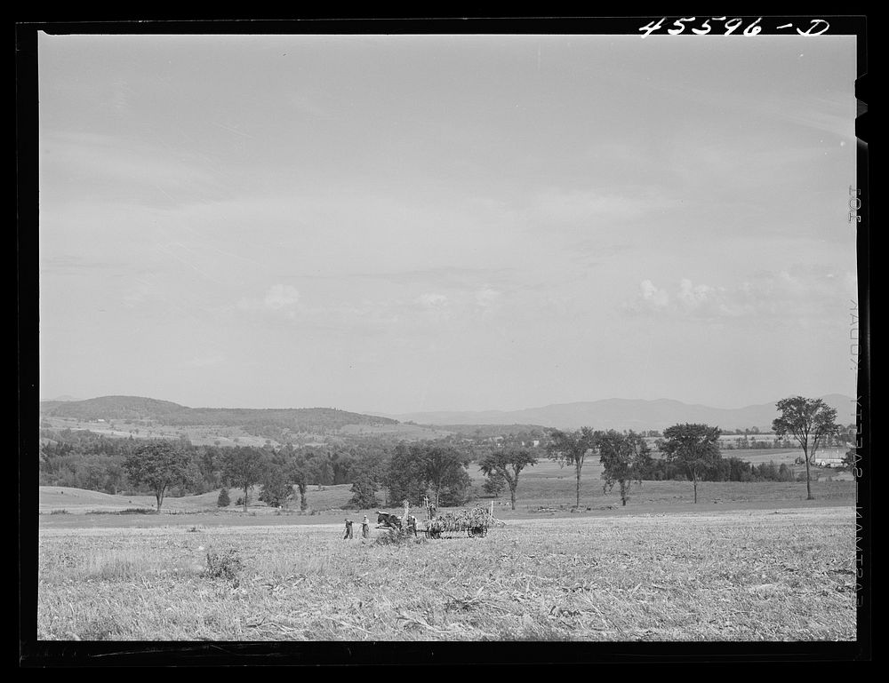 [Untitled photo, possibly related to: Loading corn on a farm near Sheldon, Vermont]. Sourced from the Library of Congress.