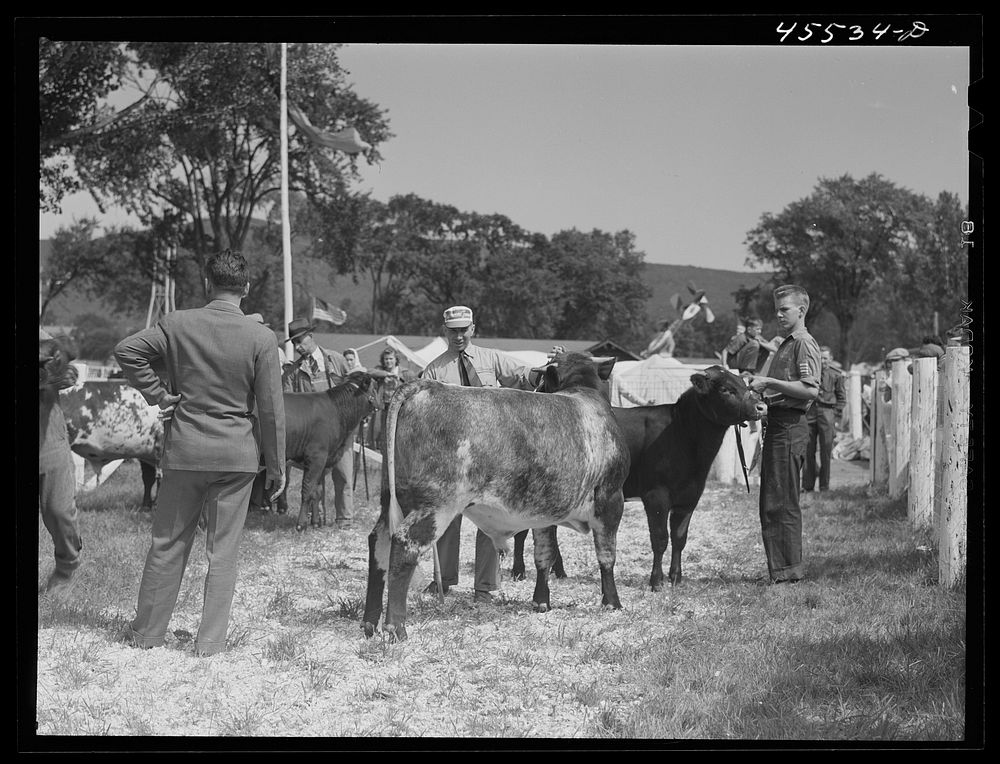 Cattle judging at the Rutland Fair, Vermont. Sourced from the Library of Congress.
