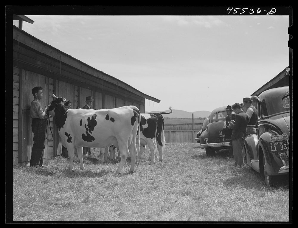 [Untitled photo, possibly related to: Judging cattle at the Rutland Fair, Vermont]. Sourced from the Library of Congress.