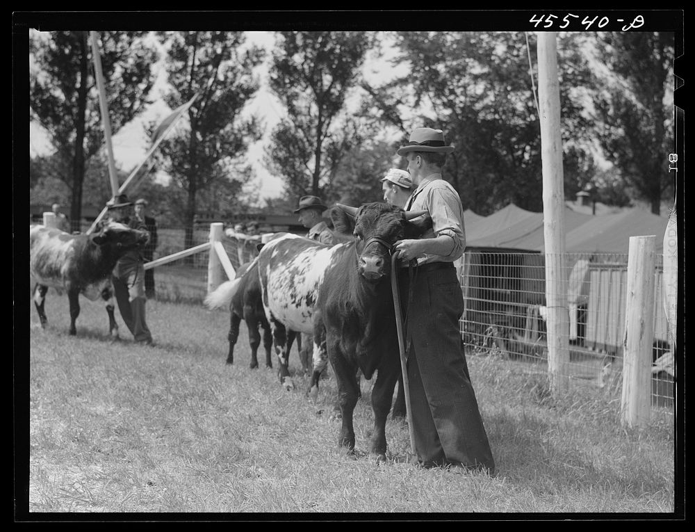 Cattle judging at the Rutland Fair, Vermont. Sourced from the Library of Congress.
