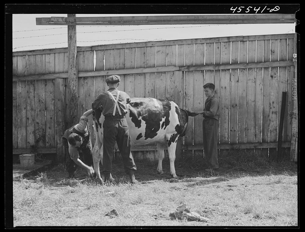 Preparing a Holstein cow for the cattle judging at the Rutland Fair, Vermont. Sourced from the Library of Congress.