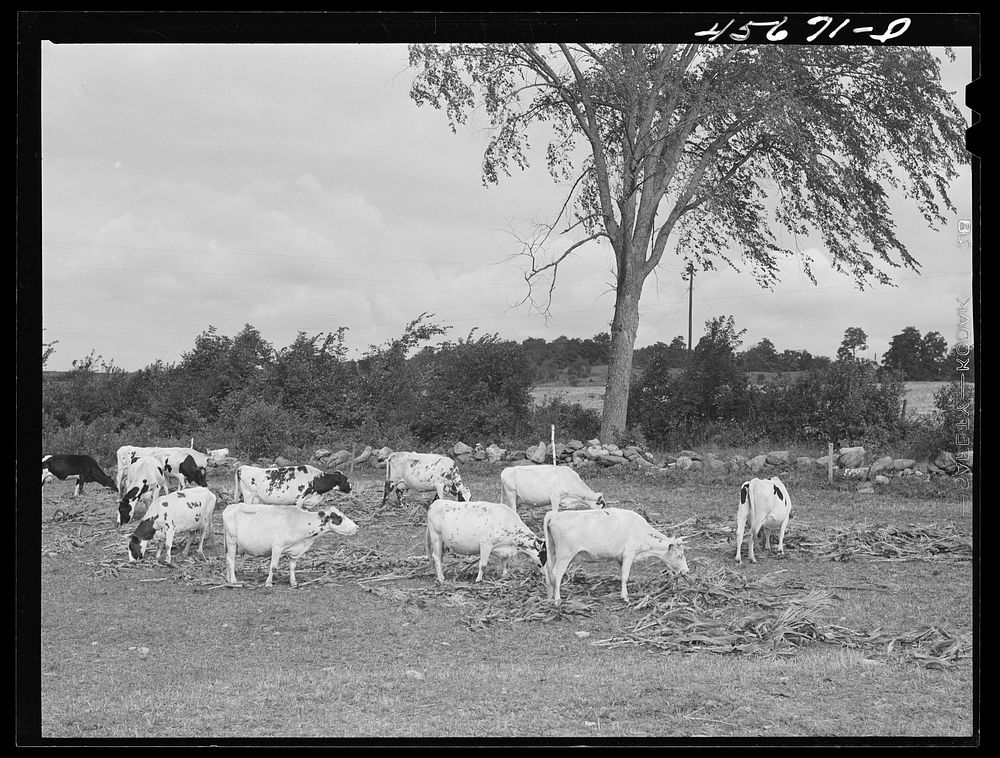 Cows belonging to William Gaynor, FSA (Farm Security Administration) dairy farmer near Fairfield, Vermont. Sourced from the…