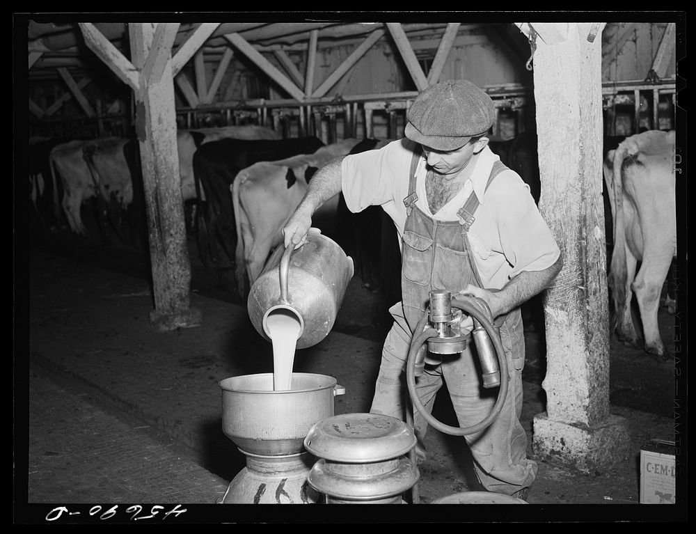 Mr. Gaynor uses two milking machines to help him milk twenty-four cows each day on his farm near Fairfield, Vermont. Sourced…