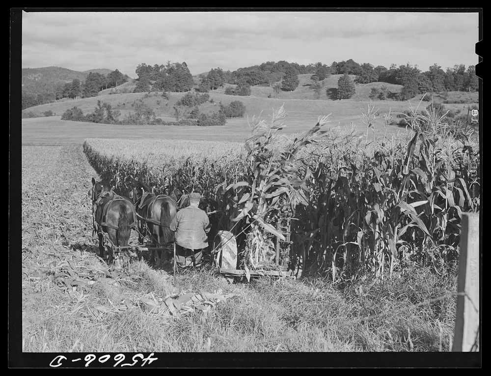 Harvesting corn on a farm near Hinesburg, Vermont. Sourced from the Library of Congress.