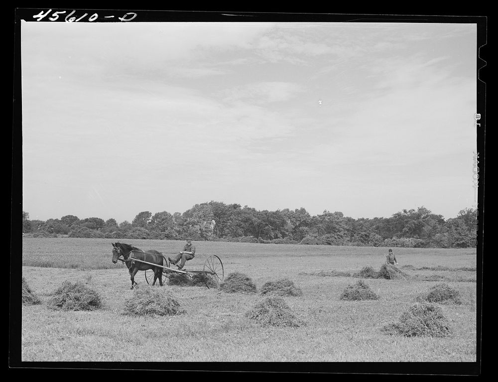 Raking alfalfa. Grand Isle County, Vermont. Sourced from the Library of Congress.