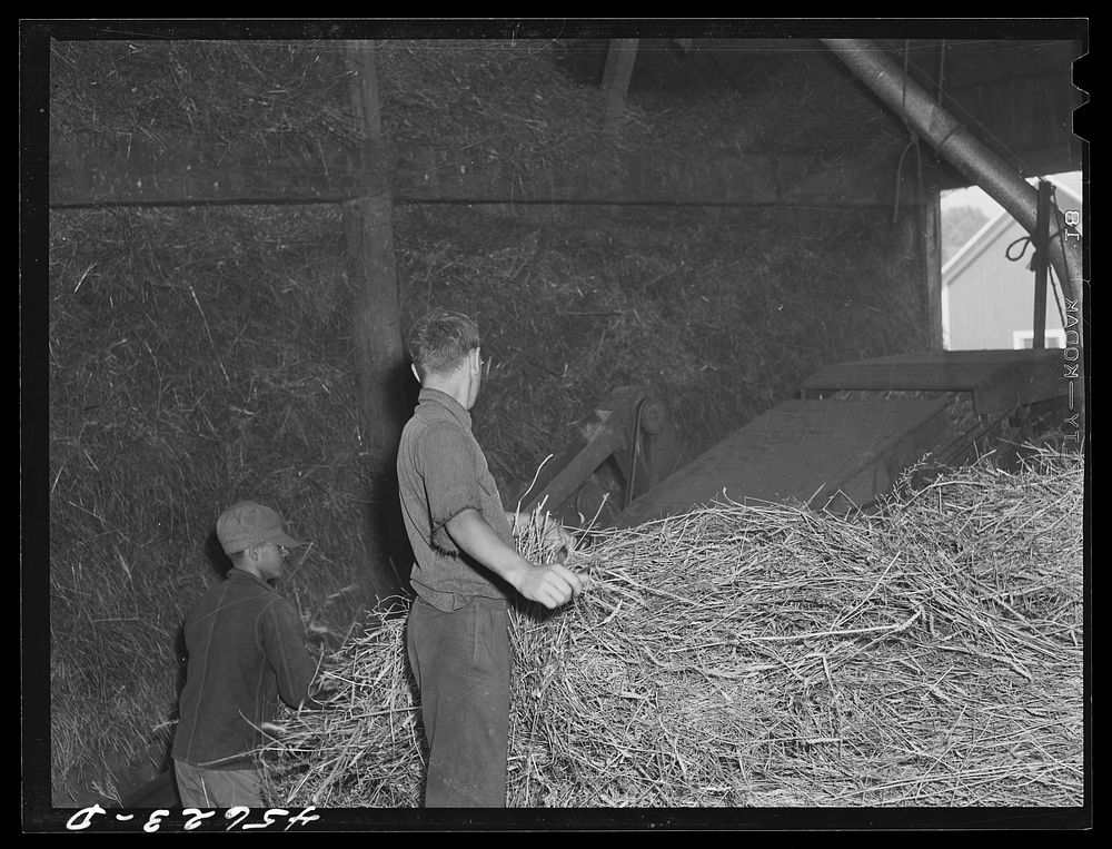 [Untitled photo, possibly related to: Threshing grain on the farm of Edward Grant, FSA (Farm Security Administration)…