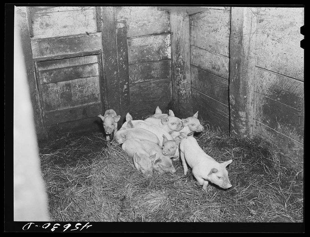 A litter of pigs on a farm near Burlington, Vermont. Sourced from the Library of Congress.