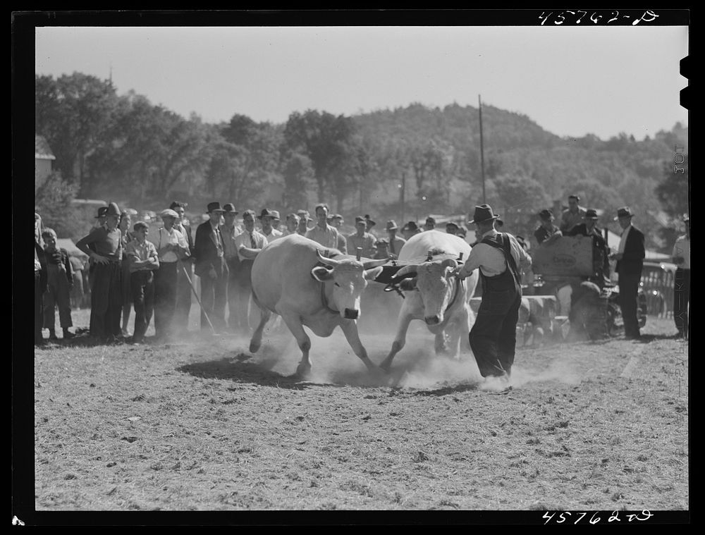 [Untitled photo, possibly related to: Weight-pulling contest for oxen at the World's Fair at Tunbridge, Vermont]. Sourced…